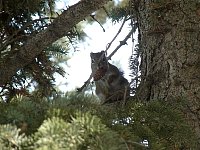 Edmonton squirrel