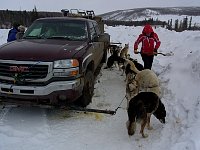 Cleaning up after the dogs