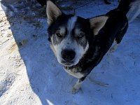Bored sled dog