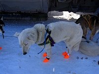 Tasman with booties