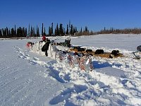 Dogs near Edward's Cabin