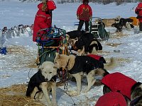 Dog feeding time