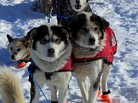 Two sled dogs