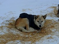 Dogs relaxing at Shingle Point