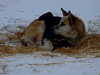 Dogs relaxing at Shingle Point