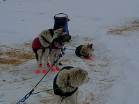 Dogs looking on