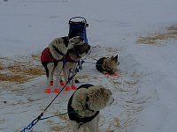 Dogs looking on