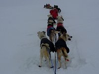 Dog teams lined up