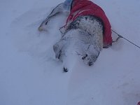 Dog in blizzard