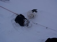 Dog in blizzard