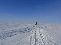 Dog sledding on Beaufort Sea