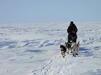 Dog sledding on Beaufort Sea