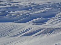 Dog sledding on Beaufort Sea