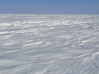 Dog sledding on Beaufort Sea