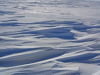 Dog sledding on Beaufort Sea