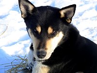 Dog on straw bed at Shallow Bay