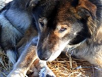 Dog on straw bed at Shallow Bay