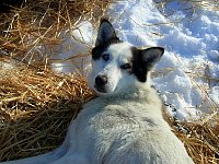 Dog on straw bed at Shallow Bay