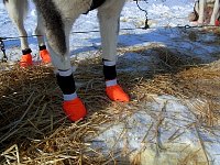 Dog socks