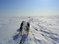 Dogsledding on the Mackenzie River