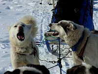 Happy dogs on the Mackenzie River