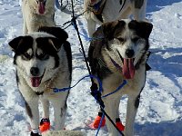 Happy dogs on the Mackenzie River
