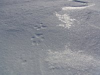Wolf paw prints