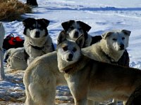 Dogs watching snow mobile convoy