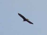 Eagle over Inuvik
