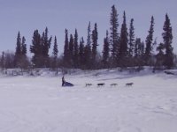 T-Shirt Dogsledding