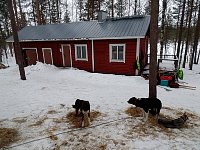 Dogs near large hut