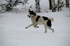 Dog running