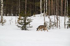 Dog exploring area