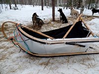 Broken sled but dogs unhurt