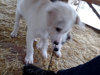 Playful sled dog puppies