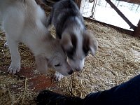 Playful sled dog puppies