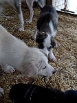 Playful sled dog puppies