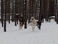 Dogs in dog yard