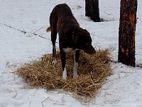 Sleddog Zorro