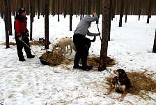 Collecting the straw