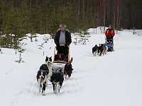 Dogsled, dogs and me