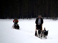 Dogsled, dogs and me