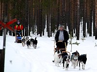 Dogsled, dogs and me