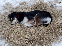 Mogli resting on straw