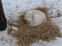 Itran resting on straw