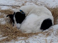 Zorro resting on straw