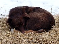 Karhu resting on straw