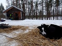 Ruunaa resting on straw