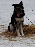 Dog on straw