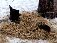 Dog covered by straw